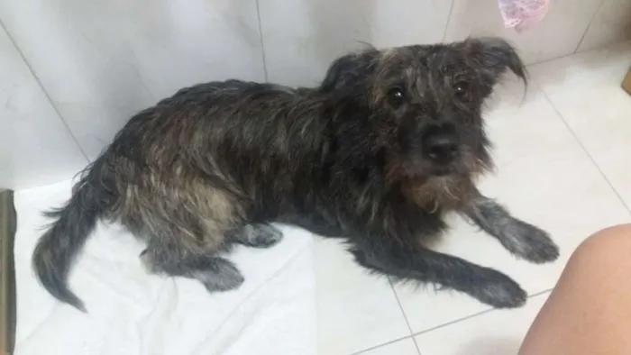 Cachorro ra a SRD idade 1 ano nome Thor