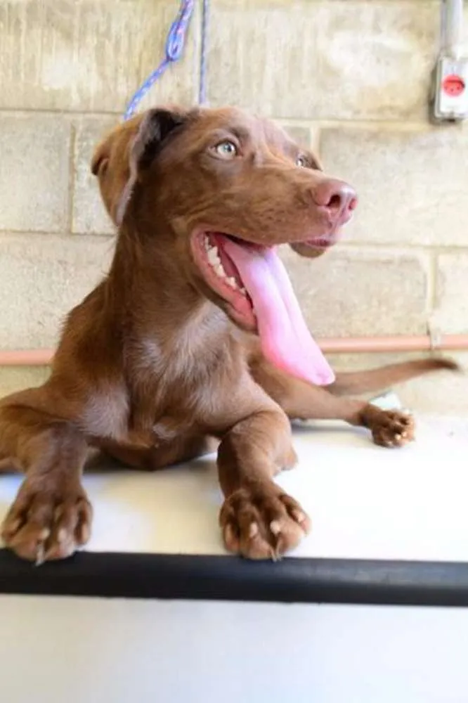 Cachorro ra a SRD idade 7 a 11 meses nome NATAN, Baby lindo!