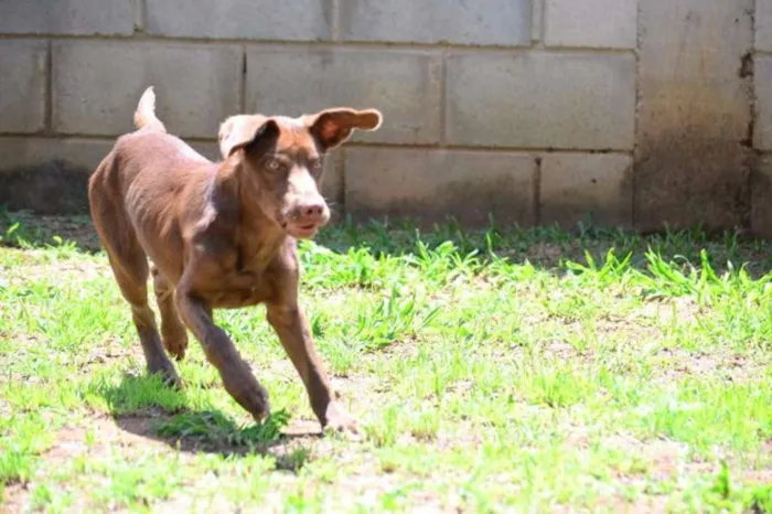 Cachorro ra a SRD idade 7 a 11 meses nome NATAN, Baby lindo!