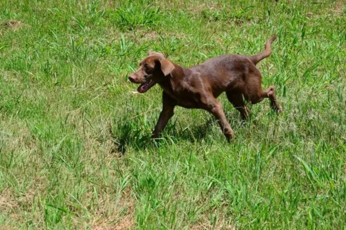 Cachorro ra a SRD idade 7 a 11 meses nome NATAN, Baby lindo!
