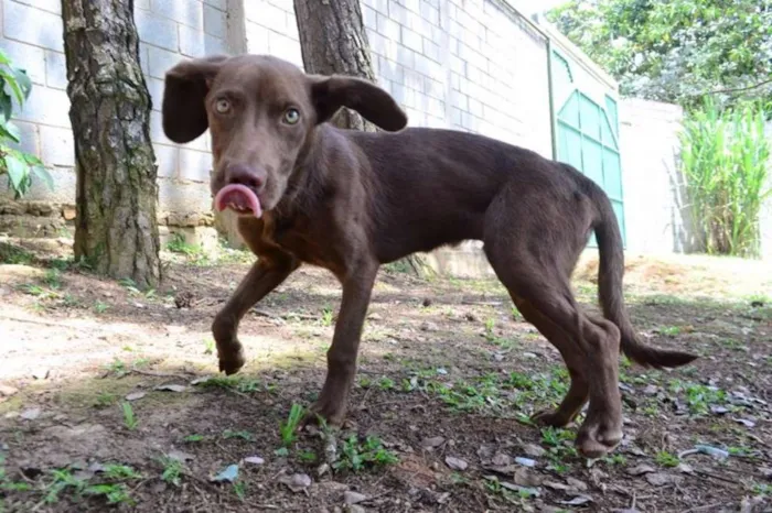 Cachorro ra a SRD idade 7 a 11 meses nome NATAN, Baby lindo!