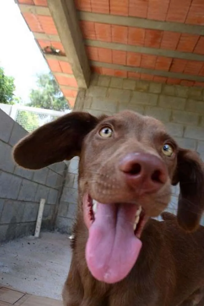 Cachorro ra a SRD idade 7 a 11 meses nome NATAN, Baby lindo!