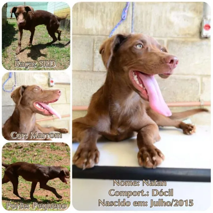 Cachorro ra a SRD idade 7 a 11 meses nome NATAN, Baby lindo!