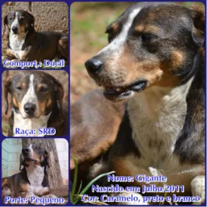 Cachorro raça SRD idade 4 anos nome GIGANTE!
