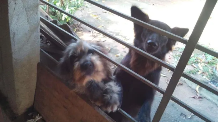 Cachorro ra a Vira latas idade 2 anos nome Chikinho e Joaninha
