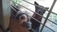 Chikinho e Joaninha