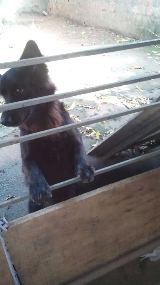 Cachorro ra a Vira latas idade 2 anos nome Chikinho e Joaninha