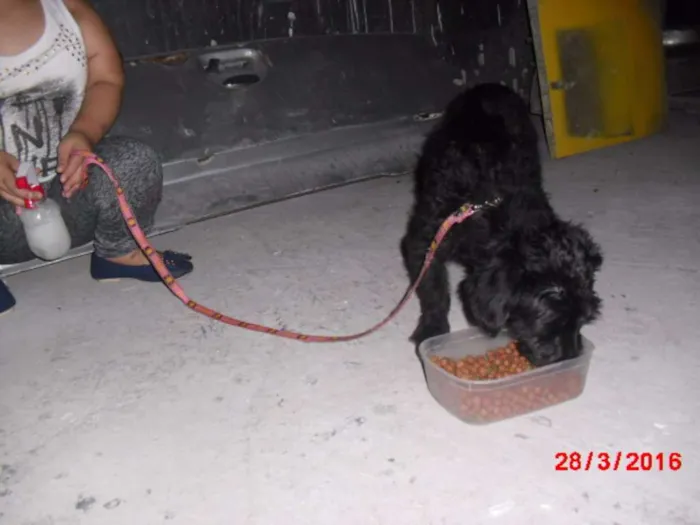 Cachorro ra a Poodle idade 7 a 11 meses nome JADE