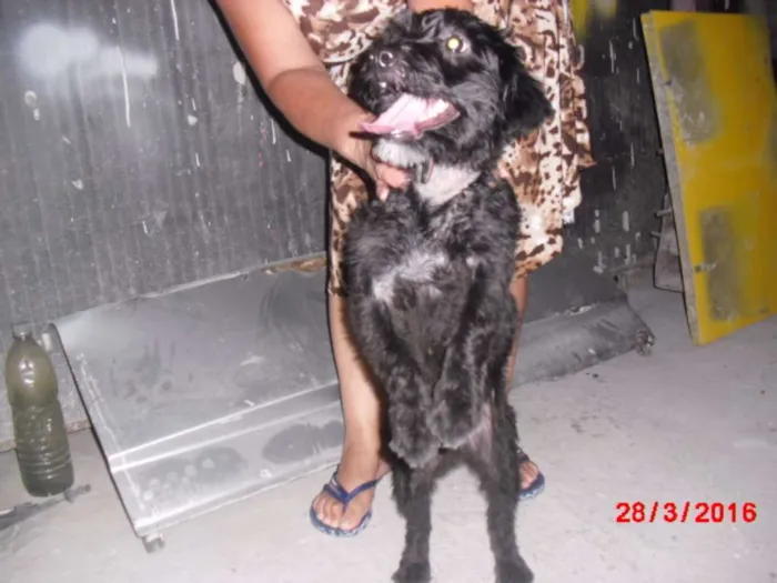 Cachorro ra a Poodle idade 7 a 11 meses nome JADE