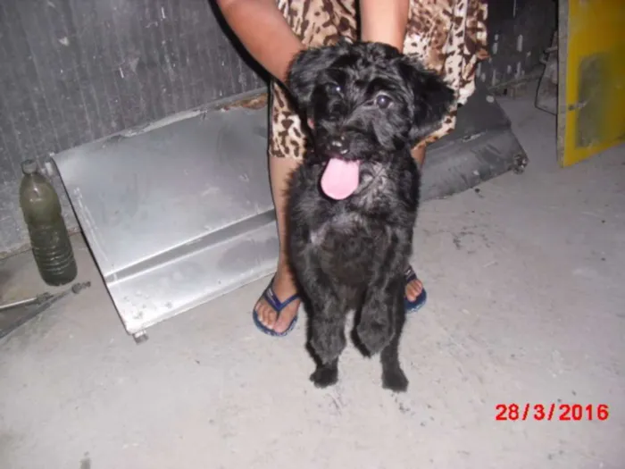 Cachorro ra a Poodle idade 7 a 11 meses nome JADE