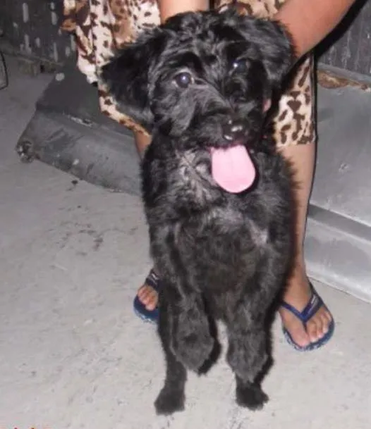 Cachorro ra a Poodle idade 7 a 11 meses nome JADE