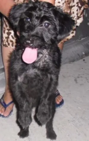 Cachorro raça Poodle idade 7 a 11 meses nome JADE