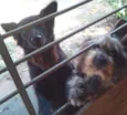 Chikinho e Joaninha