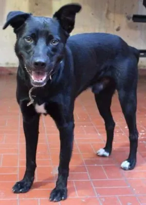 Cachorro raça Vira Lata idade 1 ano nome Negão
