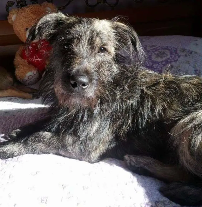 Cachorro ra a SRD idade 1 ano nome Thor