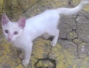 Gato raça sem raça idade 2 a 6 meses nome Filhote