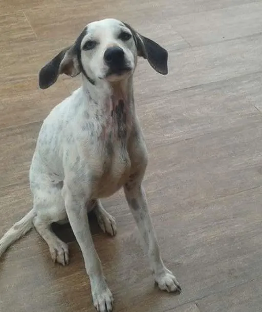 Cachorro raça Não definida idade 1 ano nome Menina