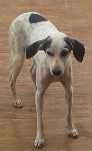 Cachorro raça Não definida idade 1 ano nome Menina