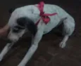 Menina