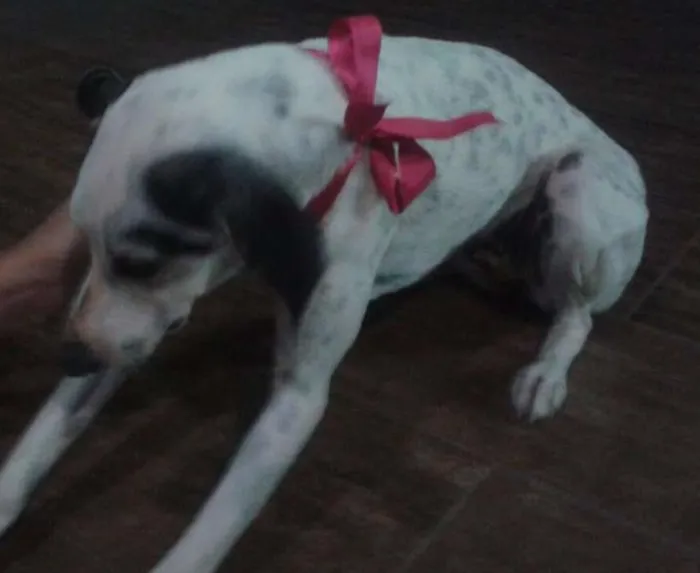 Cachorro raça Não definida idade 1 ano nome Menina