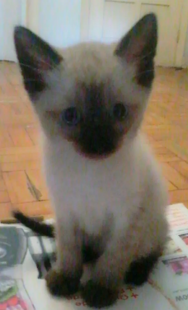 Gato ra a Siamês idade 2 a 6 meses nome Sem nome