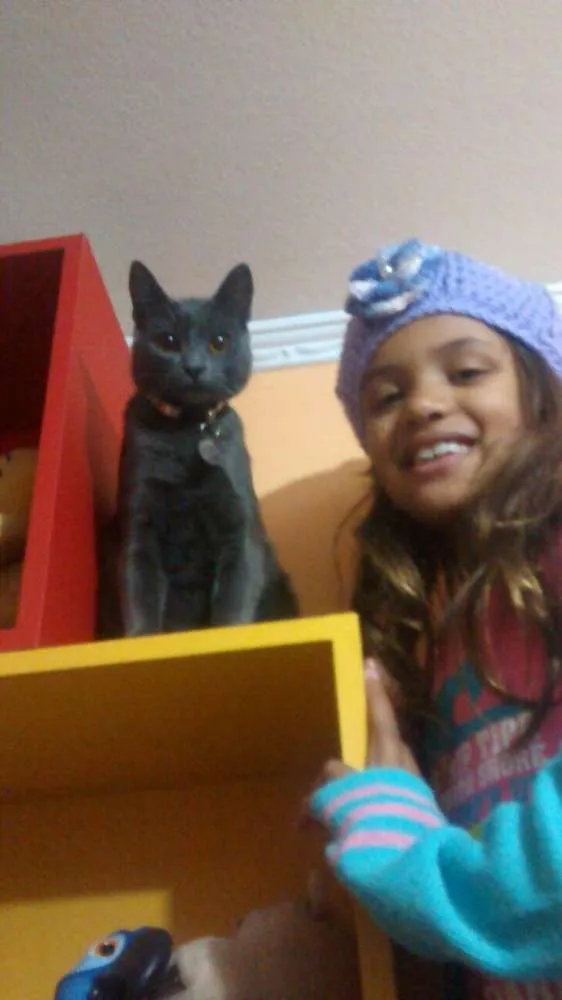 Gato ra a Azul russo idade 1 ano nome Marie