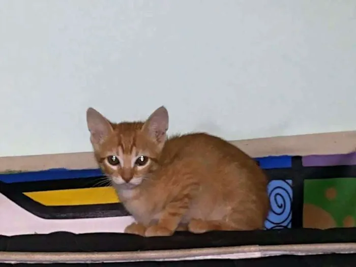 Gato raça Indeterminado idade 2 a 6 meses nome Saetta, Felix, Neve