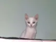 Saetta, Felix, Neve