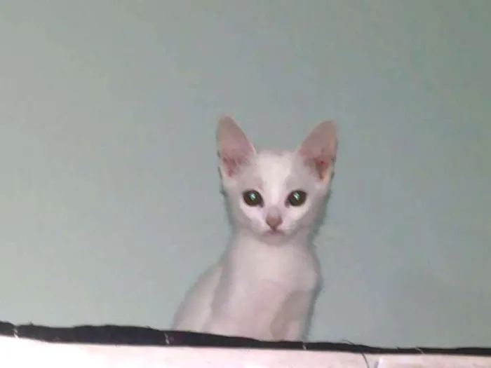 Gato raça Indeterminado idade 2 a 6 meses nome Saetta, Felix, Neve