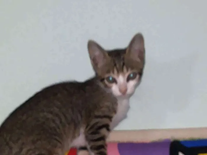 Gato raça Indeterminado idade 2 a 6 meses nome Saetta, Felix, Neve