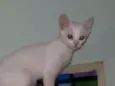 Saetta, Felix, Neve
