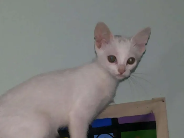 Gato raça Indeterminado idade 2 a 6 meses nome Saetta, Felix, Neve
