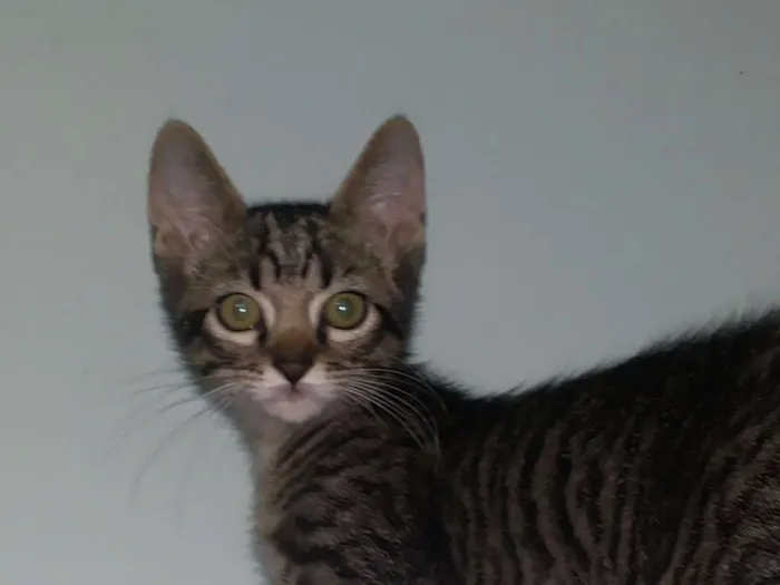 Gato raça Indeterminado idade 2 a 6 meses nome Saetta, Felix, Neve