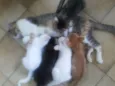 Saetta, Felix, Neve