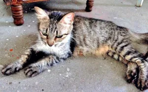 Gato raça SRD idade  nome Brenda 