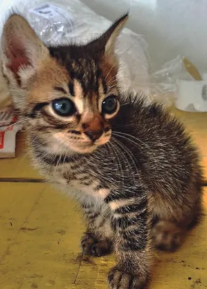 Gato raça SRD idade 2 a 6 meses nome Bela 