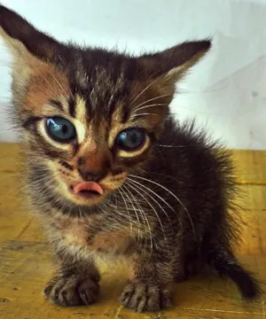 Gato raça SRD idade 2 a 6 meses nome Boris 
