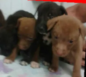 Cachorro raça Mistura com labrador idade Abaixo de 2 meses nome Bali