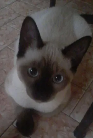 Gato raça Siamês idade 7 a 11 meses nome Maria