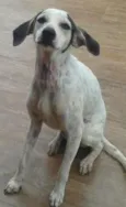 Menina