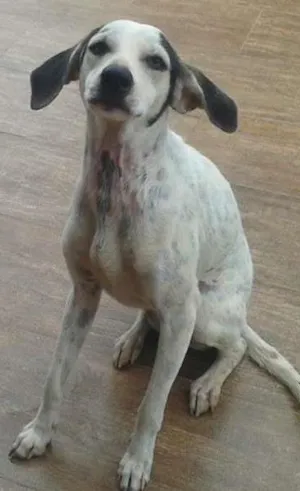 Cachorro raça Não definida idade 1 ano nome Menina