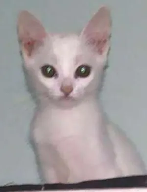 Gato raça Indeterminado idade 2 a 6 meses nome Saetta, Felix, Neve