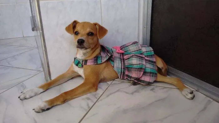 Cachorro ra a Vira-lata idade 7 a 11 meses nome Mila
