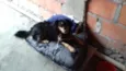 Princesa 