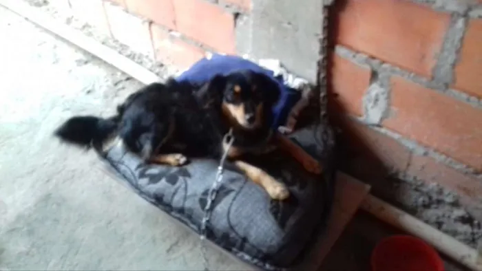 Cachorro ra a indefinida idade 2 anos nome Princesa 