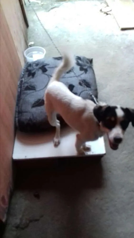 Cachorro ra a indefinida idade 2 anos nome Princesa 