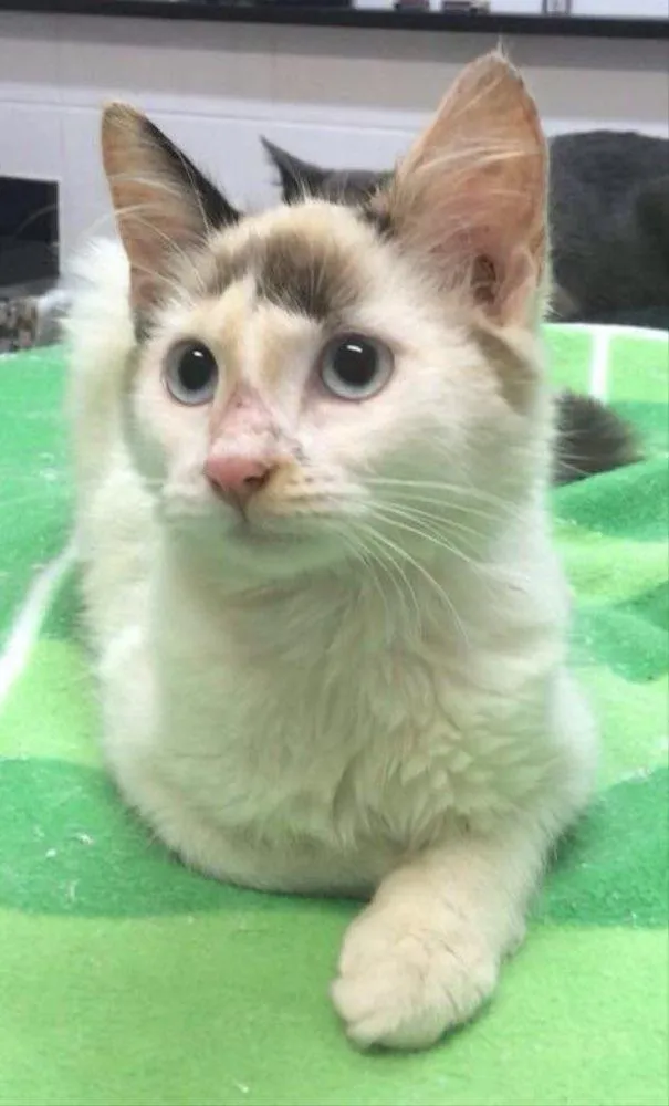Gato ra a SRD idade 2 a 6 meses nome NUVEM