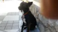 Cachorro raça SRD idade 1 ano nome Lucky