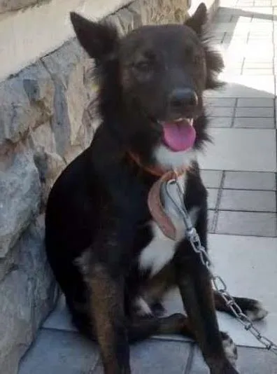 Cachorro raça SRD idade 1 ano nome Lucky
