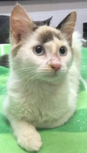 Gato raça SRD idade 2 a 6 meses nome NUVEM